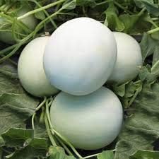 White Cantaloupe Cucumis melo seeds for planting in home garden